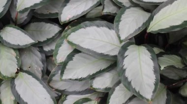 Botanik bahçesindeki yeşil bitki, stok görüntüleri.