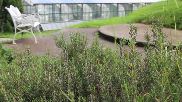 植物園の緑の植物 株の映像 — ストック動画