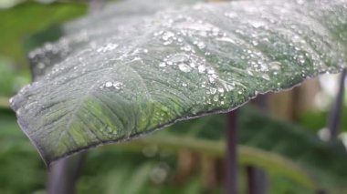 Su damlaları ve stok görüntüleriyle güzel bir Caladium yaprağı.