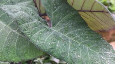 Su damlaları ve stok görüntüleriyle güzel bir Caladium yaprağı.