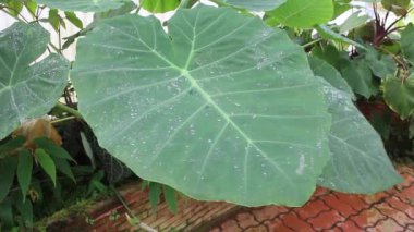 Su damlaları ve stok görüntüleriyle güzel bir Caladium yaprağı.