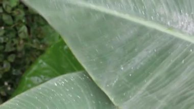 Su damlaları ve stok görüntüleriyle güzel bir Caladium yaprağı.