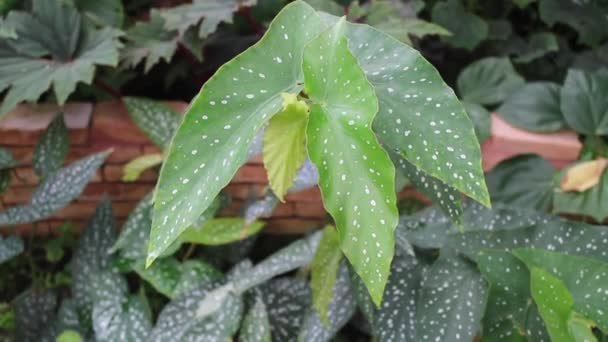 Planta Verde Jardín Botánico Material Archivo — Vídeo de stock