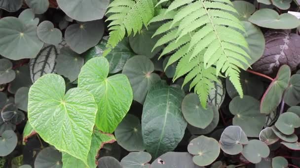 Πράσινο Φυτό Στον Βοτανικό Κήπο Πλάνα Αρχείου — Αρχείο Βίντεο