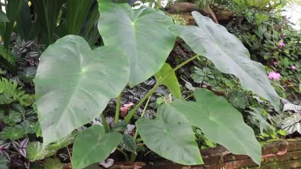 Planta Verde Jardim Botânico Imagens Estoque — Vídeo de Stock