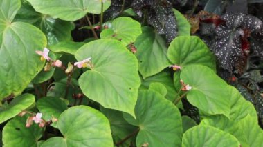 Botanik bahçesindeki yeşil bitki, stok görüntüleri.