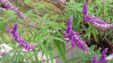 Botanik bahçesindeki yeşil bitki, stok görüntüleri.