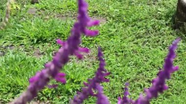 Botanik bahçesindeki yeşil bitki, stok görüntüleri.