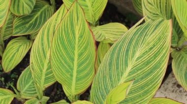 Botanik bahçesindeki yeşil bitki, stok görüntüleri.