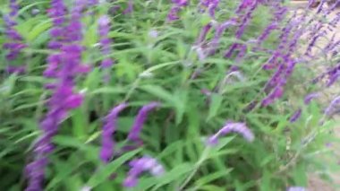 Botanik bahçesindeki yeşil bitki, stok görüntüleri.