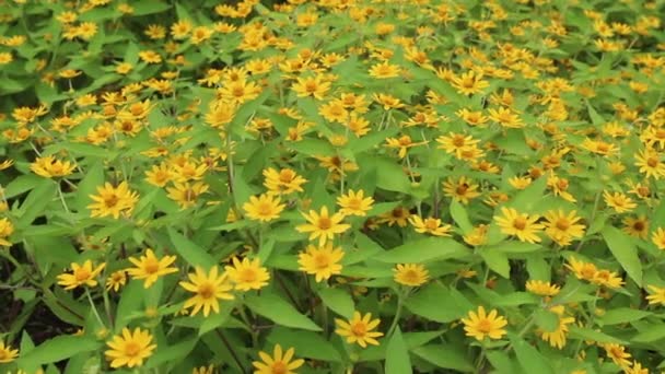 Πράσινο Φυτό Στον Βοτανικό Κήπο Πλάνα Αρχείου — Αρχείο Βίντεο