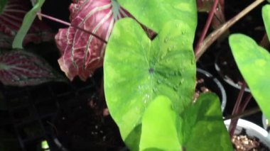 Botanik bahçesindeki yeşil bitki, stok görüntüleri.