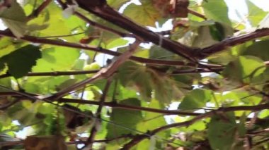 Botanik bahçesindeki yeşil bitki, stok görüntüleri.