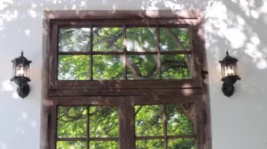 Botanik bahçesindeki yeşil bitki, stok görüntüleri.