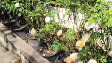 Botanik bahçesindeki yeşil bitki, stok görüntüleri.