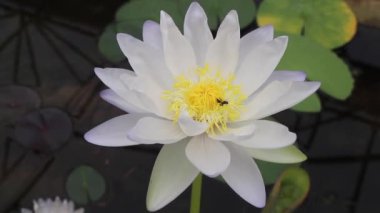 Botanik bahçesinde çiçek açan nilüfer çiçeği, stok görüntüleri.