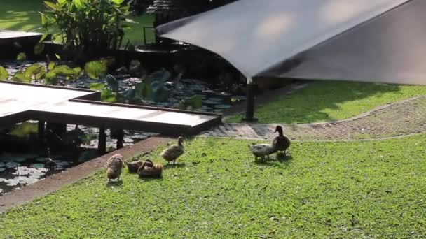 Gray Geese Living Garden Rural Life Concept Stock Footage — стоковое видео