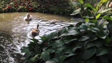 Bahçede yaşayan gri kazlar kırsal yaşam kavramı, stok görüntüleri