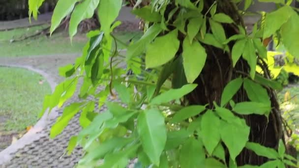 Весняне Літо Сад Фон Природи Стокові Кадри — стокове відео