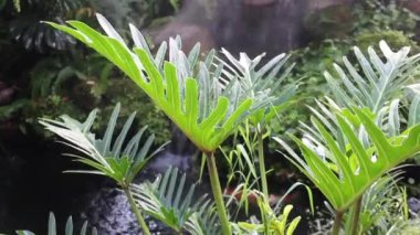 Tropikal bahçede buhar olarak püskürtülen su damlacıkları, stok görüntüleri.