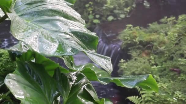 Gotas Agua Pulverizada Como Vapor Jardín Tropical Material Archivo — Vídeos de Stock