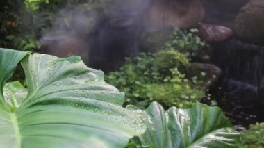 Tropikal bahçede buhar olarak püskürtülen su damlacıkları, stok görüntüleri.
