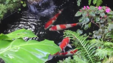 Tropikal bahçede buhar olarak püskürtülen su damlacıkları, stok görüntüleri.