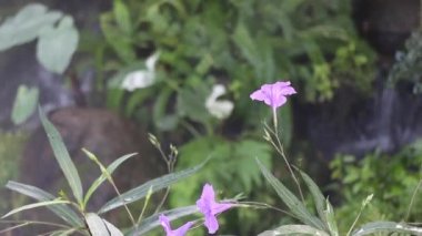 Tropikal bahçede buhar olarak püskürtülen su damlacıkları, stok görüntüleri.