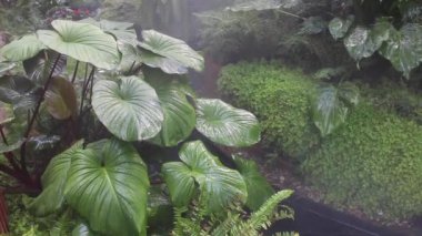 Tropikal bahçede buhar olarak püskürtülen su damlacıkları, stok görüntüleri.