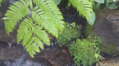 Tropikal bahçede buhar olarak püskürtülen su damlacıkları, stok görüntüleri.