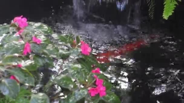 Обприскування Крапель Води Пари Тропічному Саду Стокове Відео — стокове відео