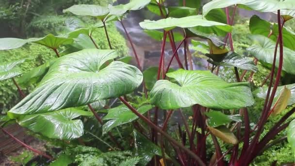 Gotas Água Pulverizadas Como Vapor Jardim Tropical Imagens Estoque — Vídeo de Stock