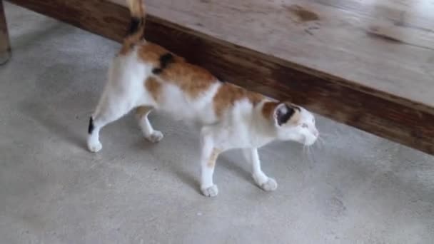Uliczny Kot Stara Się Troszczyć Ludzi — Wideo stockowe