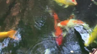 Ev bahçesinde süslemeli balık havuzu ve şelale, stok görüntüleri.