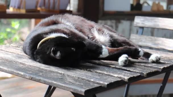 Niedliche Schwarz Weiße Katze Sonnenlicht Zugekauftes Filmmaterial — Stockvideo