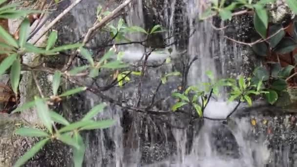 Étang Poissons Cascade Décorés Dans Jardin Maison Images Stock — Video