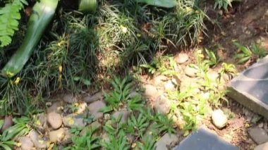 Green plants relaxing natural environment, stock footage