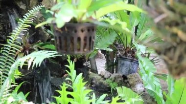 Green plants relaxing natural environment, stock footage