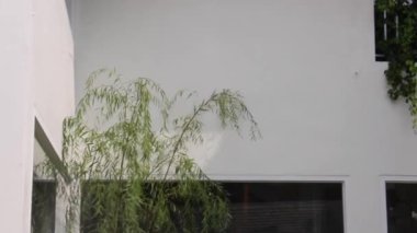 Yeşil bitkiler doğal çevreyi rahatlatıyor, stok görüntüleri