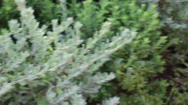 Yeşil bitkiler doğal çevreyi rahatlatıyor, stok görüntüleri