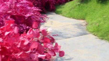 Yeşil bitkiler doğal çevreyi rahatlatıyor, stok görüntüleri