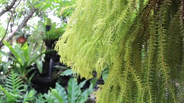 Plantas Verdes Relajante Entorno Natural Material Archivo — Vídeos de Stock