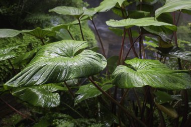 Etrafını çevreleyen yeşil bitkiler, stok fotoğrafı