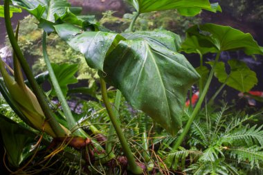 Etrafını çevreleyen yeşil bitkiler, stok fotoğrafı