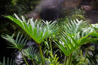 Etrafını çevreleyen yeşil bitkiler, stok fotoğrafı