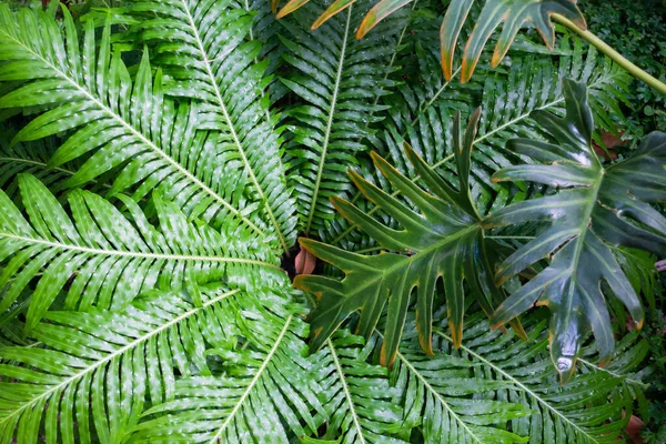 Etrafını çevreleyen yeşil bitkiler, stok fotoğrafı