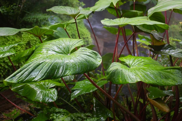 Etrafını çevreleyen yeşil bitkiler, stok fotoğrafı
