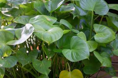 Yerel restoranda dekore edilmiş yeşil bitki, stok fotoğrafı.