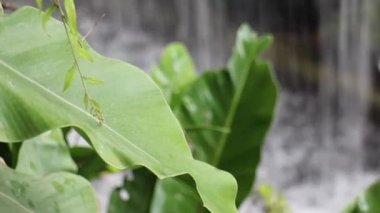 Yeşil bitkiler doğal çevreyi rahatlatıyor, stok görüntüleri