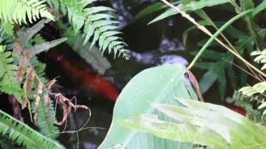 Green plants relaxing natural environment, stock footage